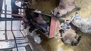 нубийский козел цена: Продаю | Козлёнок — 3