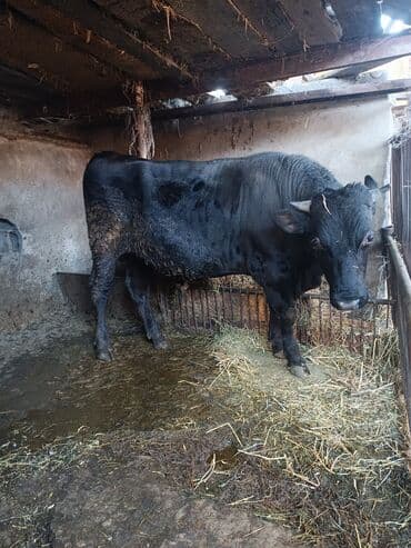 куплю свиней живым весом срочно: Сатам | Бука (эркек) | Бордоп семиртүү үчүн | Байланган — 1