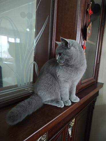 black cat: Скотиш Страйт (Шотландская прямоухая), 2 месяца, Девочка, Голубой, Проглистована, Приучена к лотку — 2