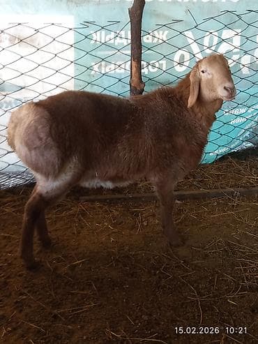 сементал быки: Продаю | Баран (самец) | Арашан | Для разведения | Осеменитель — 2