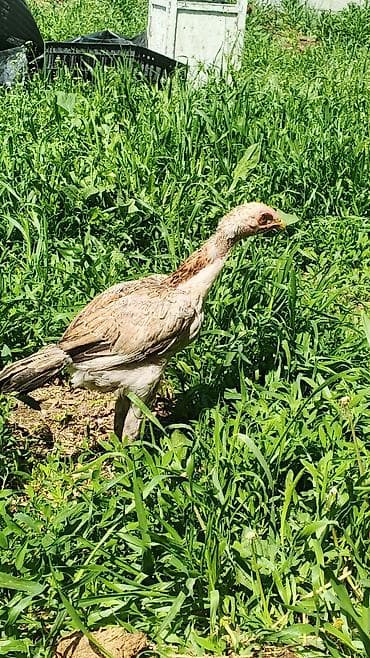 животные птицы: Продаю | Куры | Бойцовая | Для разведения — 3