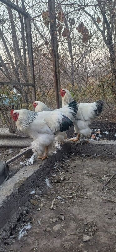 куда отдать собаку бишкек: Продаются молодые петухи Брама, район Чон-Арык — 4