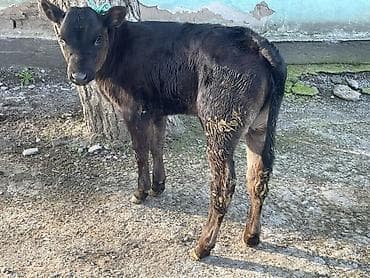 гулаби козы цена: Продаю | Музоо, торпок | Для разведения | Привязанные — 4