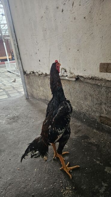 продаю ящики: Продаю | Петух | Бойцовая | Для разведения — 1