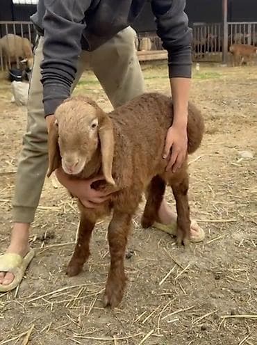 бекер уй: Сатам | Козу | Эдильбай | Көбөйтүү үчүн — 2