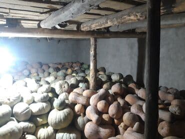 горки для зала фото и цены в бишкеке: Тыква столовая, урожай с собственного поля. Описание: - Сорта — 3