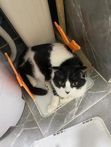 Отдам даром кошку: Кошка даром: Скотиш Фолд (Шотландская вислоухая), 8 месяцев, Девочка, Кастрирована, Приучена к лотку, Проглистована — 1