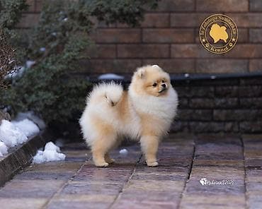 померанский шпиц фото цена: Шпиц, 6 месяцев, Самец, С прививкой, С родословной — 2