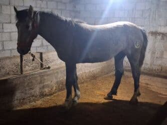 продажа щенков немецкой овчарки с документами в бишкеке: Сатам | Бээ (ургаачы) | Союуга, Көбөйтүү үчүн — 5