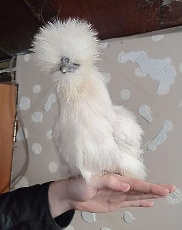 инкубационный яица: Продаю | Петух, Куры | Для разведения — 2