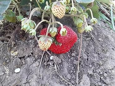 Семена и саженцы: Принимаю заказы на расаду клубника сорт месный село Кызыл Дыйкан — 6