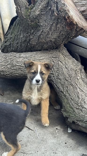 обмен на овчарку: Отдадим в хорошие руки. Щенки метисы среднего размера Возраст: 2 — 1