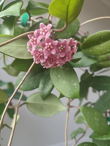 афган кой: Хойя карнозная (Hoya carnosa) — взрослое лианное комнатное растение с — 1