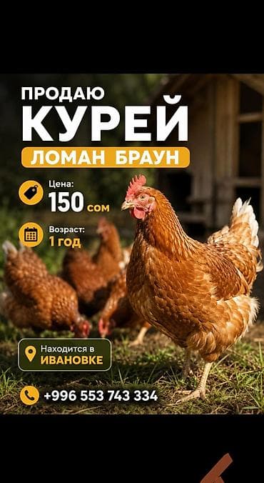 бекер мышыктар: Сатам | Тооктор | Хай-Лайн Браун | Жумуртка туудуруу үчүн — 1