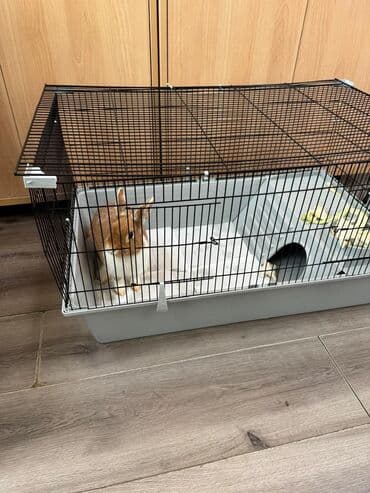 кролики декоративные: Помощь с пристройством Карликовый кролик Рекс в добрые руки. Малышу — 2