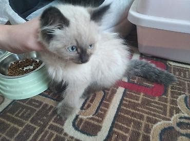 елект: Кошка и латок и совок и домик и двойная миска обший 8000 сом — 7