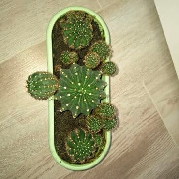 бугенвиля: Комнатные растения: коллекция суккулентов и бугенвиллея - Кактусы — 4