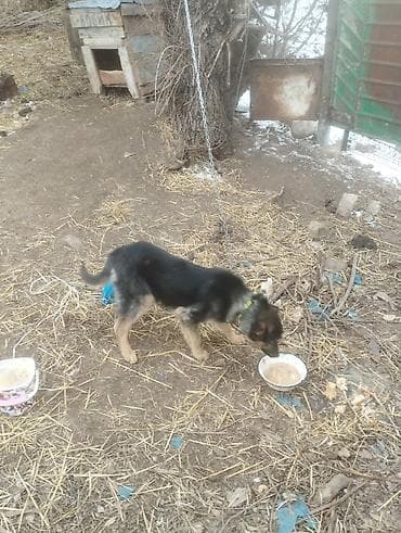 Ит бекер берем: Щенок (помесь овчарки) Описание: - Активный щенок среднего размера с — 2