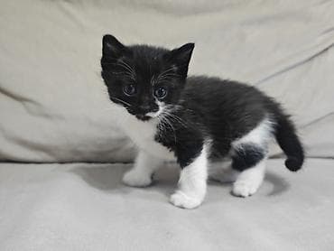 серые котята: Котята домашние, короткошёрстные. - Окрас: один сплошной серый — 7