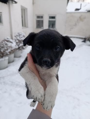 щенки сенбернар: Такие малышарики ждут своего человека . 2 месяца. вырастут небольшого — 4