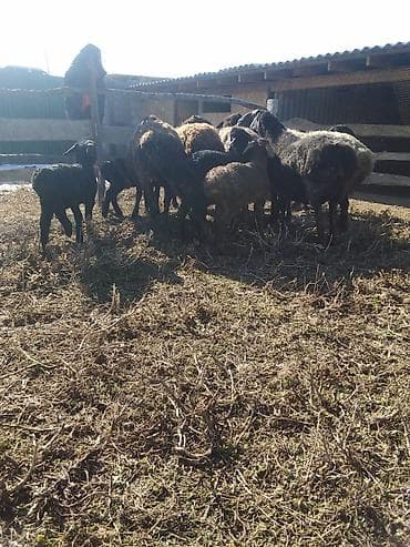 хомяки бишкек: Сатам | Ургаачы кой (ургаачы), Козу, Кочкор (эркек) | Көбөйтүү үчүн, Жүн үчүн | Бооз, Ургаачы, Токту — 4