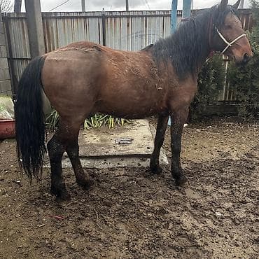 Аквариумдар: Сатам | Бээ (ургаачы) | Кара Жорго | Союуга, Көбөйтүү үчүн | Асыл тукумдуу — 1