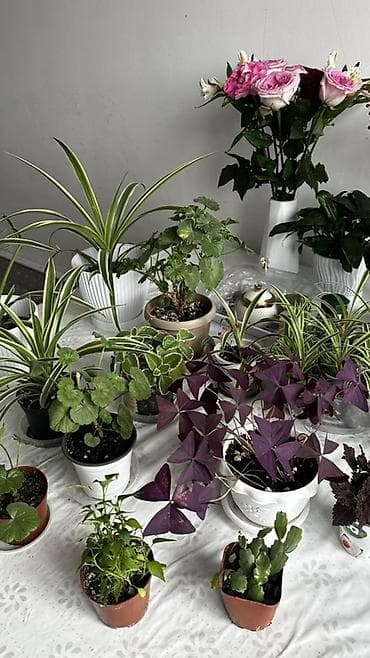 Рамазанга карата акция 100сомдон 500 сомго чейин Орозодон кийин