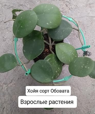 хола: Продаю Хойя срочно — 6