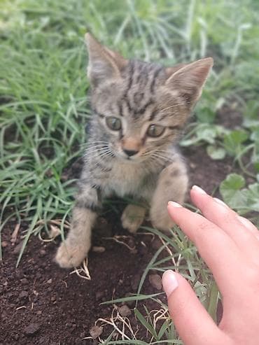трехцветная кошка купить: Котёнок, тигровый окрас (серо-коричневый табби) с выразительными — 3
