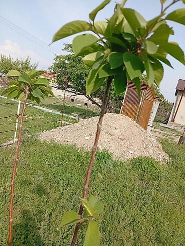 сбор черешни: Саженцы плодовых деревьев (вишня/черешня). Молодые привитыепо растения — 1