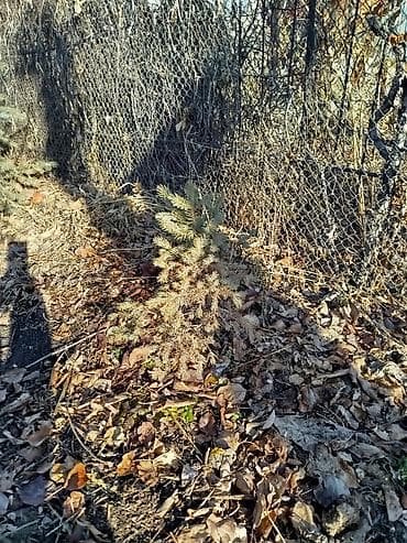 Отун: Көчөттөр дарактардын: Карагайлар, Өзү алып кетүү, Акысыз жеткирүү, Акылуу жеткирүү — 9