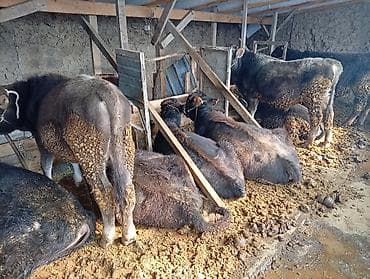 Продаю | Тёлка | Полукровка | На откорм | Привязанные at lalafo.kg Продаю | Тёлка | Полукровка | На откорм | Привязанные