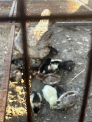 зоомагазин бишкек орто сай: Сатам | Балапандар | Үй | Көбөйтүү үчүн — 4