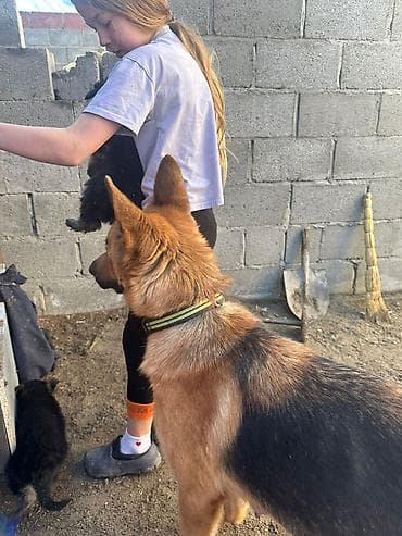 голиштин уйлар: Щенки немецкой овчарки Цена договорная - На фото — помёт щенков от — 10