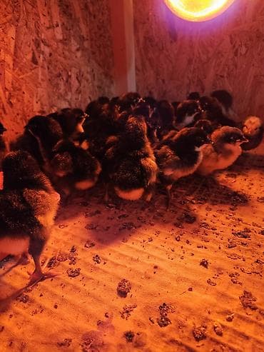 котные матки: Продаю | Цыплята | Для разведения — 8