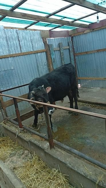 Продаю | Бык (самец) | На откорм | Привязанные