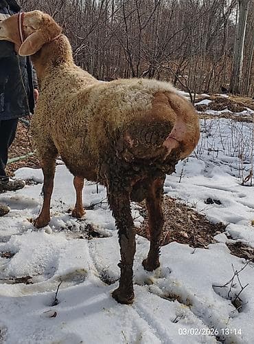 Услуги ветеринара: Продаю | Овца (самка) | Для разведения — 5