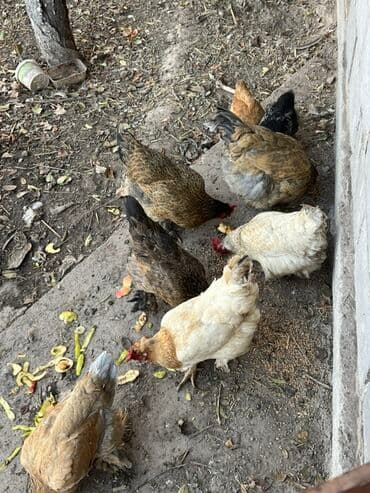 клеточное оборудование для кур несушек: Продаю | Куры | Домашняя | Несушки — 1