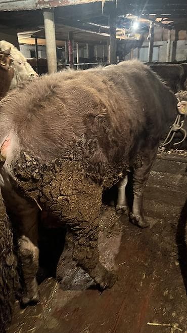 Услуги ветеринара: Продаю | Бык (самец) — 4