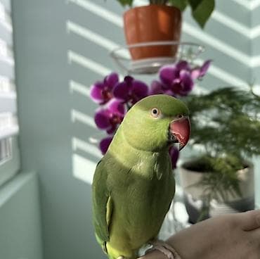 купить рыбу клоуна: Александрийский/ожереловый попугай (Psittacula krameri) - Яркое — 2