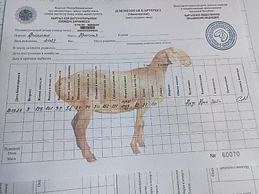 сколько стоит собака немецкая овчарка: Продаю | Баран (самец) | Арашан | Для разведения | Племенные, Осеменитель — 8
