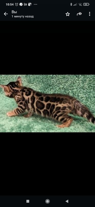 сколько стоит котенок британской золотой шиншиллы: Друзья. !!!.в питомнике Бен Гла Мур. долгожданные новые детки — 9