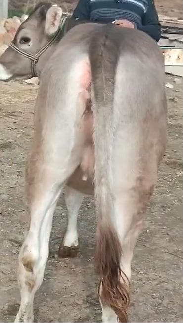 Продаю | Бык (самец) | На откорм | Племенные