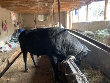 собака дом: Продаю | Бык (самец) | На откорм | Привязанные — 3
