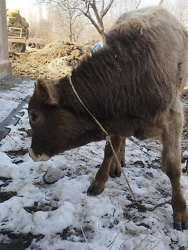 Грызуны: Продаю | Бык (самец) | Полукровка | На откорм | Привязанные — 8