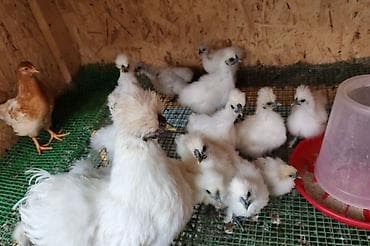 тоджон куры: Продаю китайские шелки кур петух от 10 мес и старше — 1