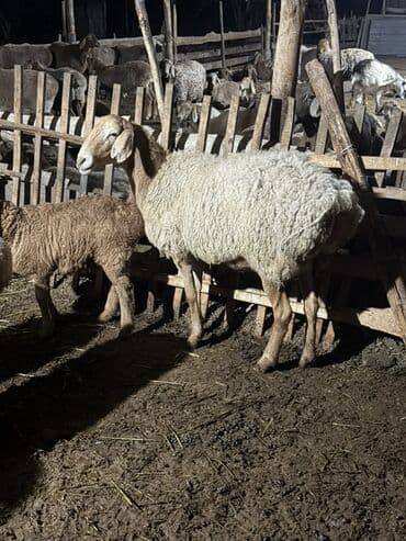 кролик французский баран: Продаю | Овца (самка) | Для разведения | Матка — 1