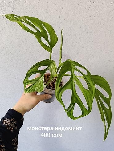 лабубу фото и цена: Продажа сортовых комнатных растений, цены и названия указаны на фото — 9