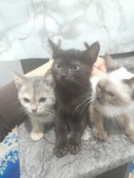 продажа домашних животных: Беспородная, 4 месяца, Девочка, Проглистована — 1