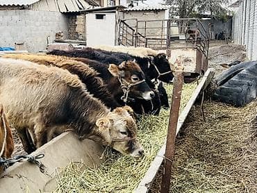 Животные: Продаю | Тёлка | Швицкая | На откорм | Привязанные — 2